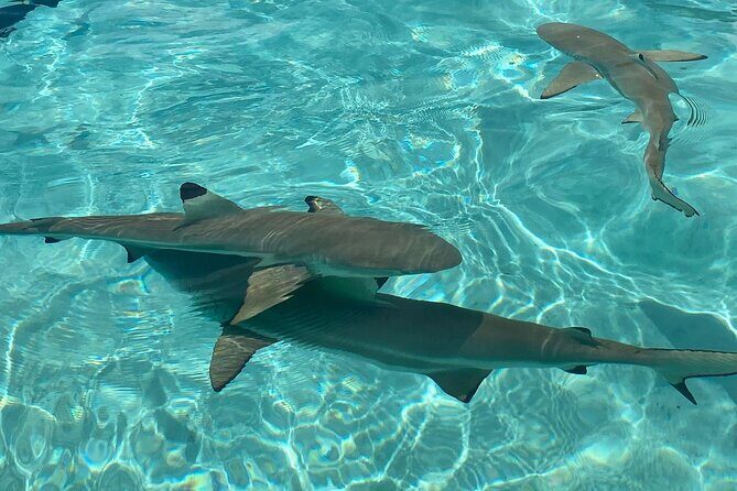 Private Day Trip Hike and Boat in Moorea - Weather, water time, and the whale-season reality check