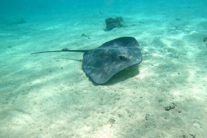 Private Excursion with E-Board in Moorea with snorkeling - Electric E-Boards in Moorea: What the Experience Really Feels Like