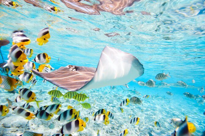 Private Full-Day Lagoon Adventure in Bora Bora with BBQ Lunch - Stop Three: Black-Tip Reef Sharks From an Ocean-Side Observation Point