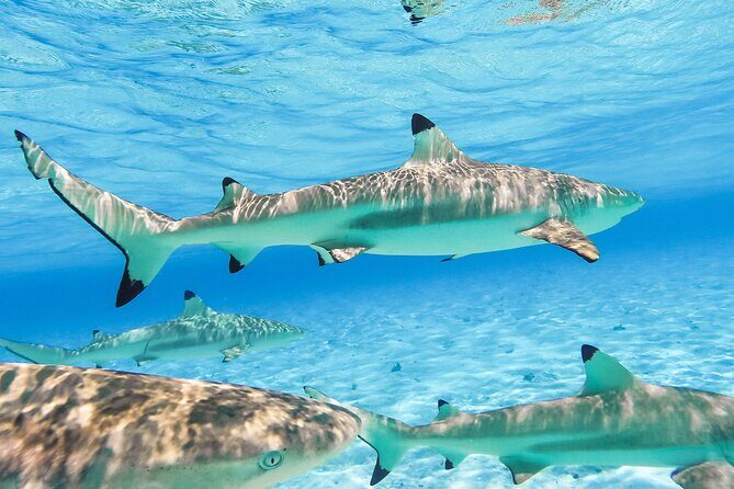Private Full-Day Lagoon Adventure in Bora Bora with BBQ Lunch - Customization and Guide Personality: How the Day Gets Tailored