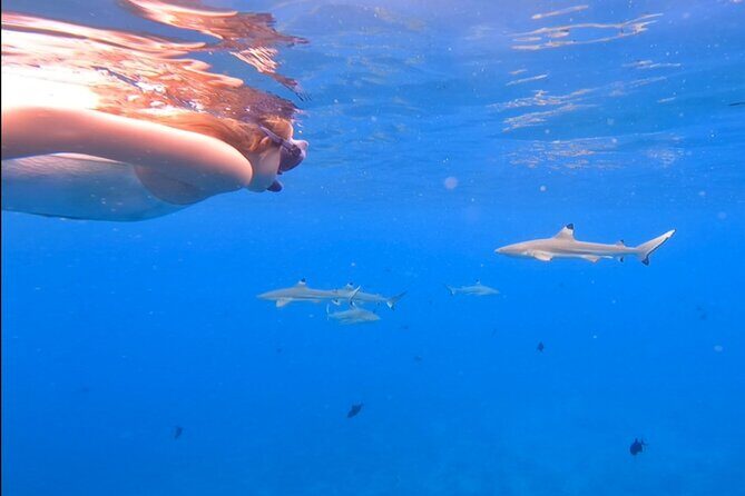 Private Full Day Lagoon Safari and Lunch on a Motu in Bora Bora - Who should book this safari (and who might want a different plan)