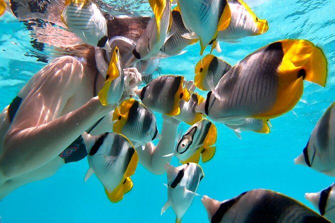 PRIVATE Full Day Tour : Moorea Snorkeling & Sailing on a Catamaran named Taboo - The human factor: Captains Léo and Kevin make it feel tailored