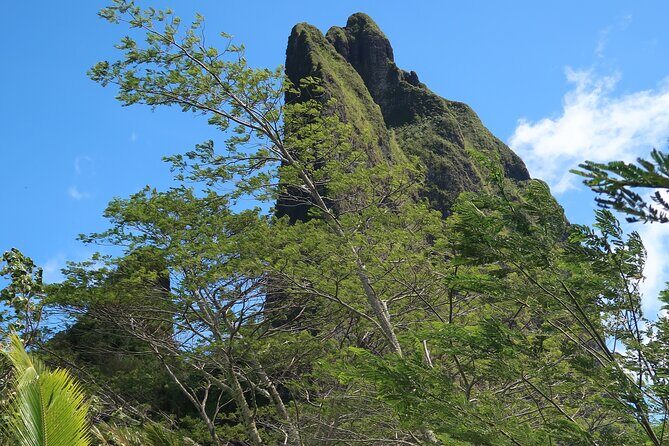 Private Half-Day Hike in the Opunohu Valley in Moorea - The Opunohu Valley trails: fauna, flora, and real “read the ground” moments