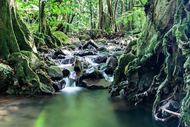 Private Half-Day Hike in the Opunohu Valley in Moorea - Price and value: is $668 for four hours fair?