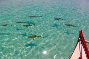 PRIVATE Half Day Tour : Moorea Snorkeling & Sailing on a Catamaran named Taboo - Snacks, drinks, and what to expect from the onboard bar
