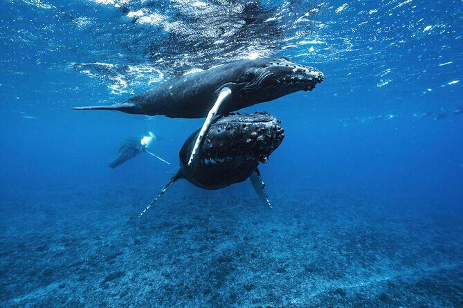 Private Half Day Whale Watching Tour - Why the Max-6 Boat Makes Whale Watching Feel Better