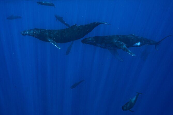Private Half Day Whale Watching Tour - What You Might See: Humpbacks, Plus Sharks and Stingrays