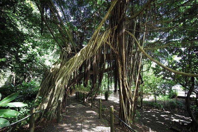 Private Island Tour ( 5 HOURS) - Stop 4: Faarumai Waterfalls through Tiarei and forest paths