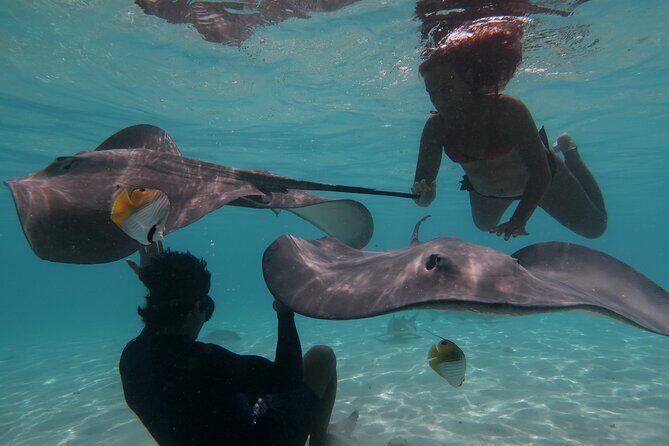Private lagoon tour (rays, sharks, turtles) by boat in Moorea - Key highlights you’ll feel right away
