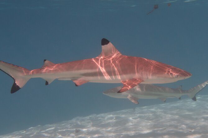 Private lagoon tour (rays, sharks, turtles) by boat in Moorea - Turtles, rays, and sharks: the moment you came for