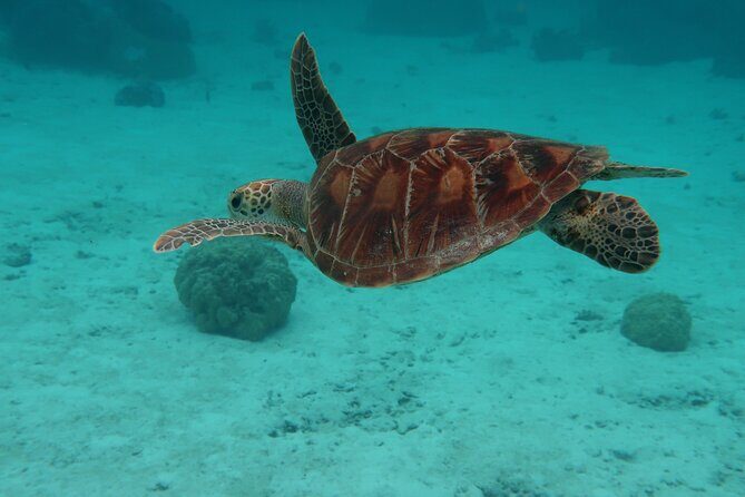 Private lagoon tour (rays, sharks, turtles) by boat in Moorea - The scenic stops that make the day feel like Moorea, not just snorkeling