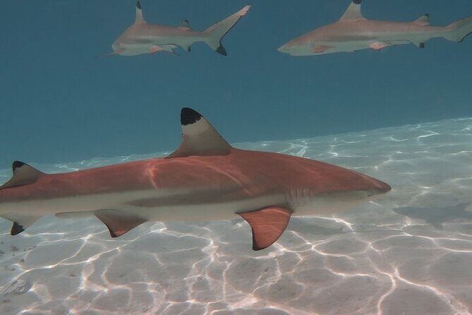 Private lagoon tour (rays, sharks, turtles) by boat in Moorea - Comfort details that affect the whole day
