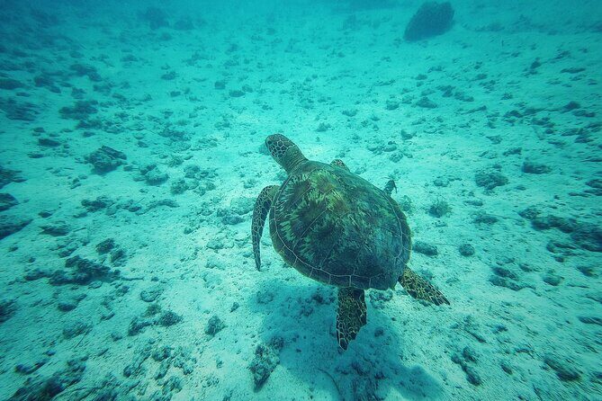 Private Marine Excursion and snorkeling in the lagoon of Moorea - Private Moorea lagoon snorkeling: what you’re really buying