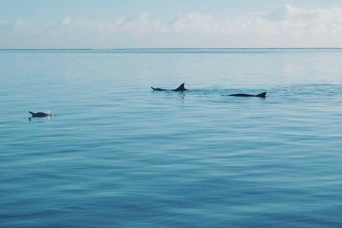 Private Marine Excursion and snorkeling in the lagoon of Moorea - Dolphin searches in the passes: exciting, but never forced