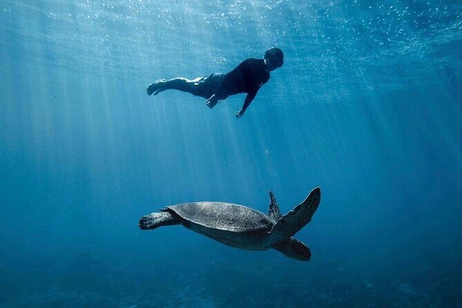 Private Marine Wildlife Adventure with Underwater Photography - Moorea’s sea life, with an underwater photography plan