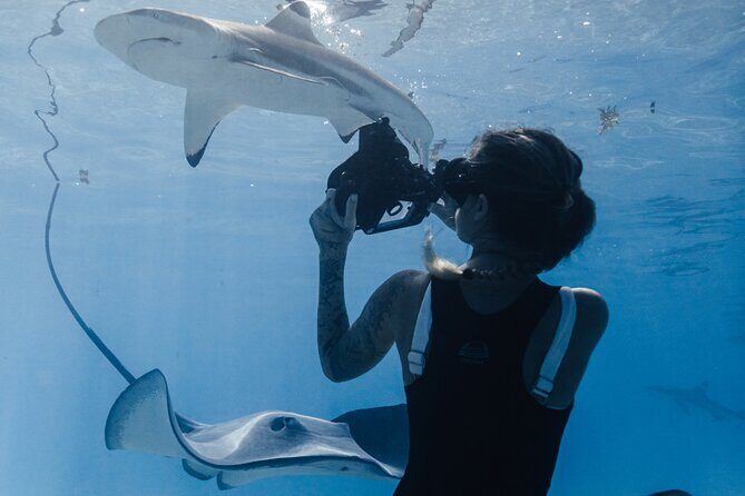 Private Marine Wildlife Adventure with Underwater Photography - Pickup, snorkeling gear, and what to pack (towels are on you)