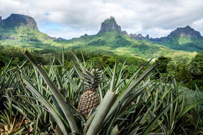 Private Morning Moorea 4WD Tour with Champagne - Magic Mountain: The Aerial Bay View People Actually Want