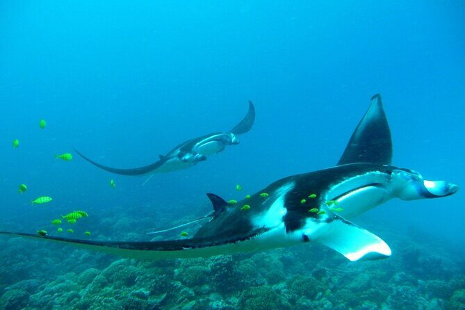 Private Reef Discovery Luxury Dream Day Tour in Bora Bora - What this Dream Day is really about in Bora Bora