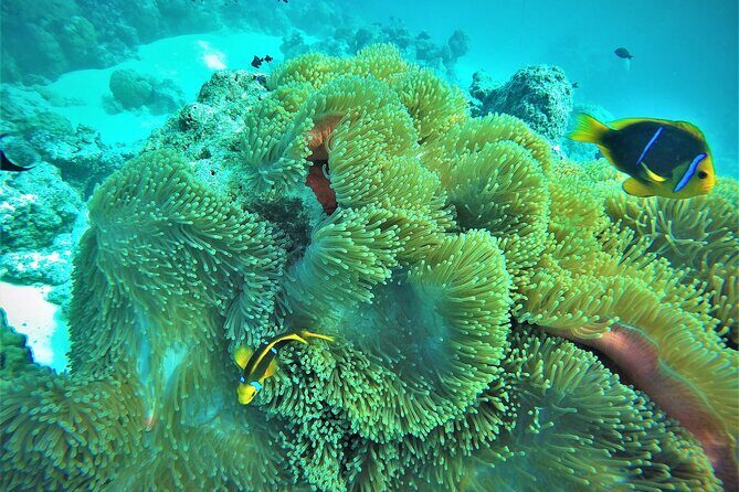 Private Reef Discovery Luxury Dream Day Tour in Bora Bora - Hotel rest, then sunset cruise: the romantic payoff