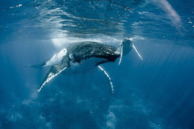 Private Reef Discovery Luxury Dream Day Tour in Bora Bora - Weather, comfort, and timing reality checks