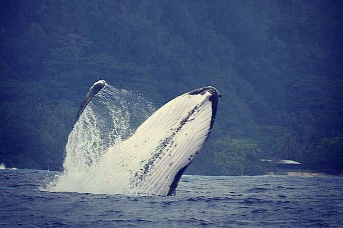 Private tour observing and swimming with humpback whales in Moorea - Key points to know before you go