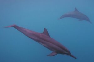 Private tour observing and swimming with humpback whales in Moorea - Moorea from the water: lagoon, open sea, and the bays stop