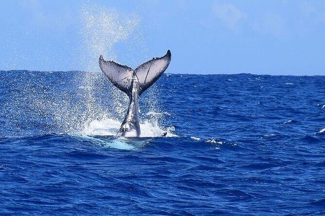 Private tour observing and swimming with humpback whales in Moorea - Price and value: $1,640 for a private, safety-led whale experience