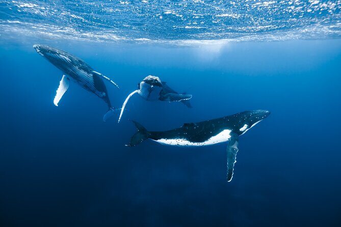 Private Whale Watching Adventure in Mo'orea - Quick takes on this Mo’orea whale swim adventure