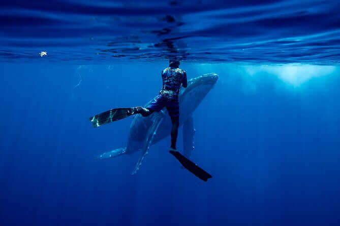 Private Whale Watching Adventure in Mo'orea - Mo’orea humpback whales, but make it private