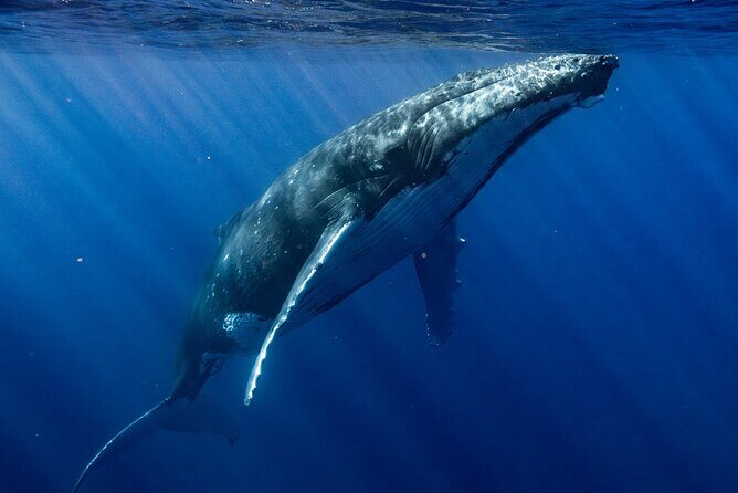 Private Whale Watching Adventure in Mo'orea - Price and value: $1,821.96 for up to 6 people