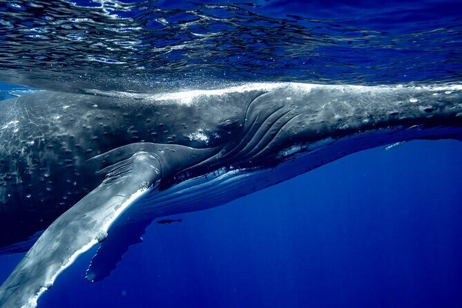 Private Whale Watching Adventure in Mo'orea - Should you book this private whale watching adventure?