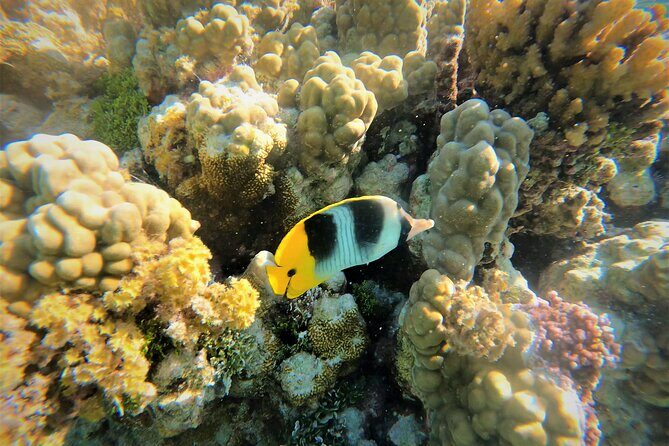 Raiatea-Tahaa Snorkeling in our beautiful Coral Garden - Why this snorkeling trip feels different