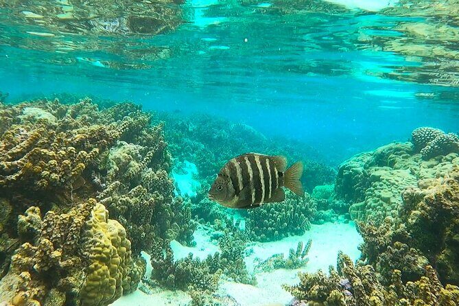 Raiatea-Tahaa Snorkeling in our beautiful Coral Garden - Tahaa’s “Vanilla Island” sail + local context that actually helps