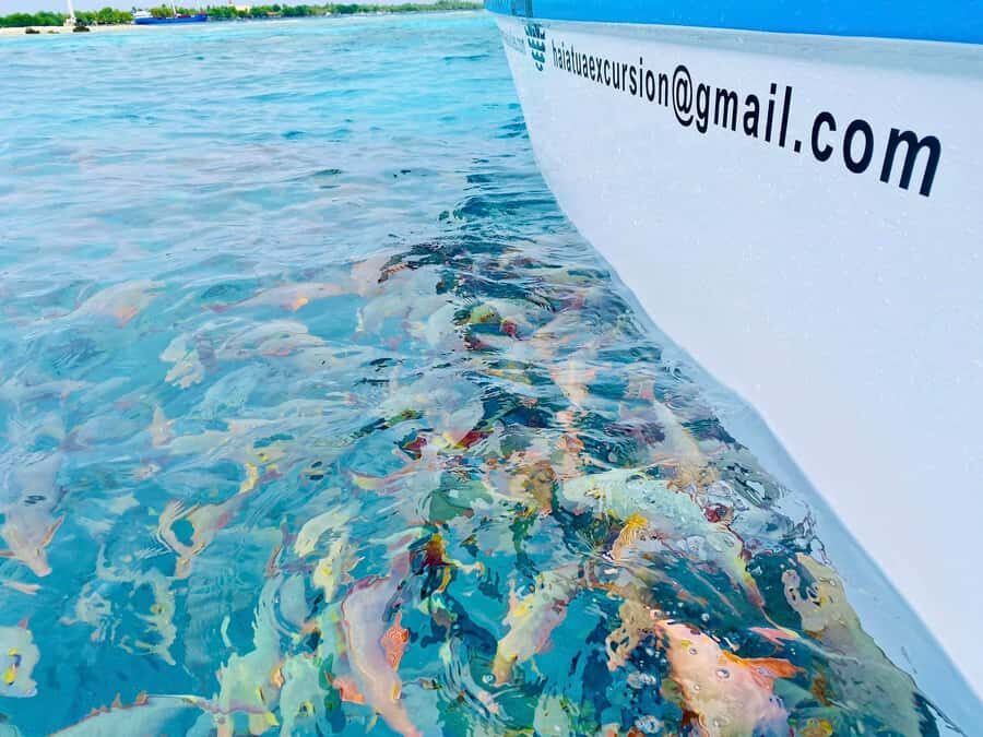 Rangiroa: Blue Lagoon Tiputa Pass Coral Garden Island Birds - Lagon Bleu Blue Lagoon: Shark Snorkeling and Lagoon Views
