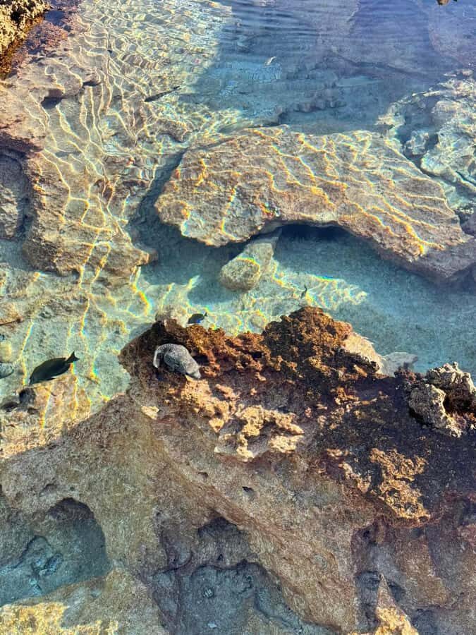 Rangiroa: Blue Lagoon Tiputa Pass Coral Garden Island Birds - The Lunch and Aperitif: How the Meal Fits the Day