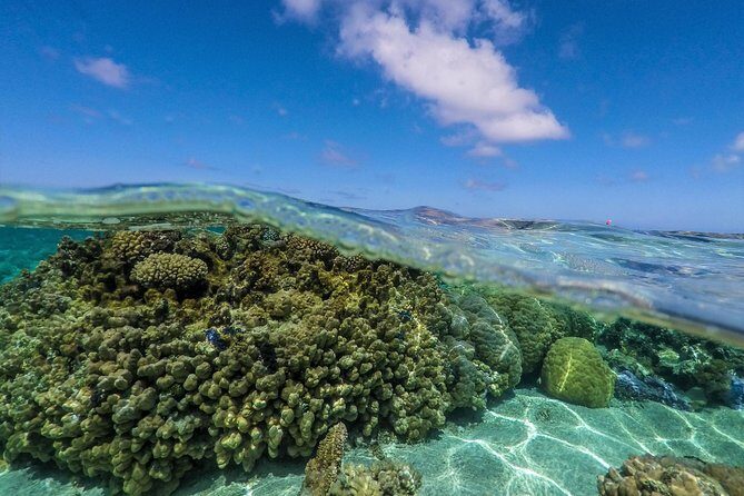 Reef Discovery Half Day Group Signature Tour - Coral gardens near the airport: where the fish and clams get personal