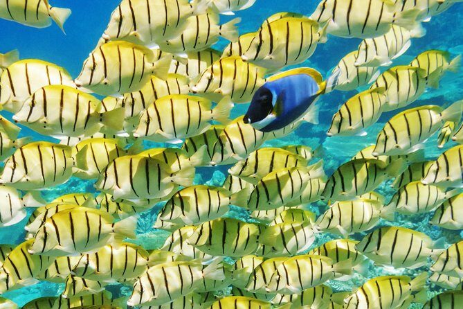 Reef Discovery Half Day Group Signature Tour - Eagle rays, stingrays, and sharks: the bonus stops you should hope for