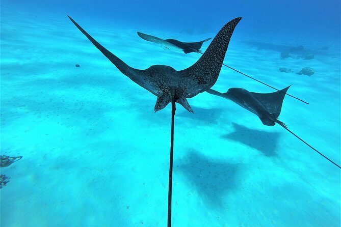 Reef Discovery Half Day Group Signature Tour - How the guides make or break your snorkeling day