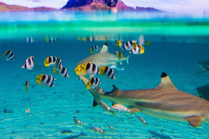 Reef Discovery Half Day Group Signature Tour - Price and value: what $143.27 buys you in real lagoon time