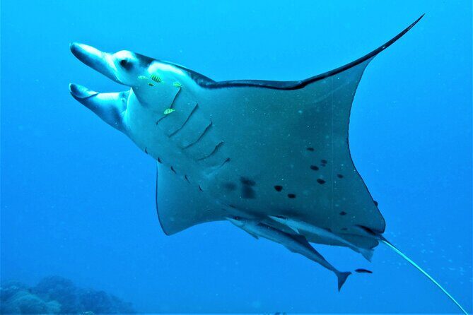 Reef Discovery Half Day Group Signature Tour - The usual route: manta feeding ground first, coral gardens next