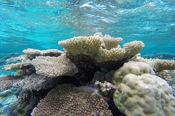 Reef Discovery Private Full Day Lagoon Tour & Water Lunch - Snorkeling the Bora Bora lagoon: the animals you’re aiming to see
