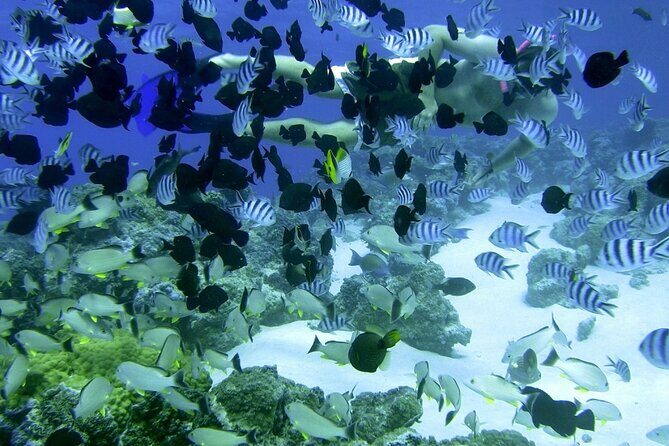 Reef Discovery Private Full Day Lagoon Tour & Water Lunch - Is this tour right for your group?