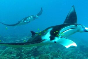 Reef Discovery Private Half Day Lagoon Tour - Pickup, Drop-Off, and Your Mobile Ticket