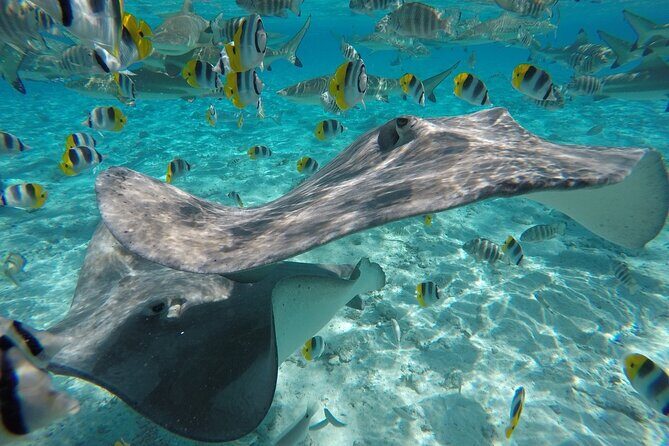 Reef Discovery Private Half Day Lagoon Tour - Price and Value: What $783.76 Per Group Really Means
