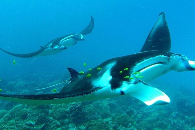 Reef Discovery Private Half Day Lagoon Tour - Pickup, Drop-Off, and Your Mobile Ticket