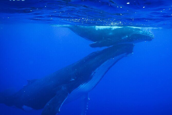 Respectful whale excursion to Tahiti in 4h30 - Key highlights you’ll care about