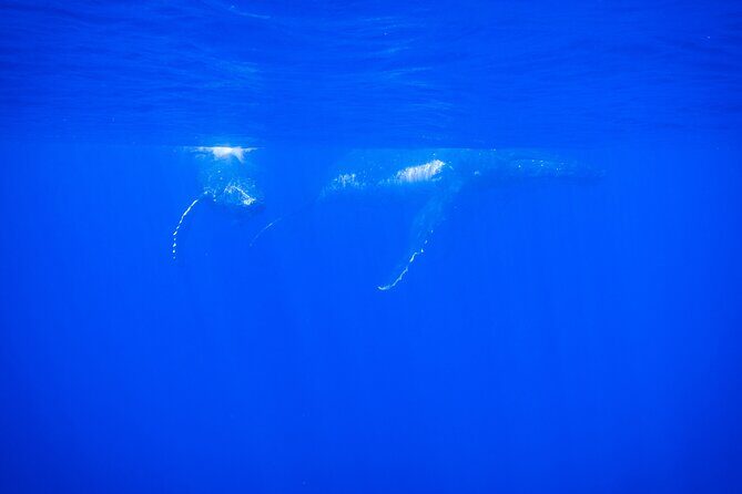 Respectful whale excursion to Tahiti in 4h30 - Small boat, serious respect in Tahiti