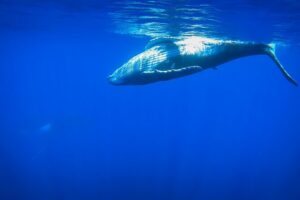 Respectful whale excursion to Tahiti in 4h30 - Where you start: Papeete Marina timing and how to plan your day