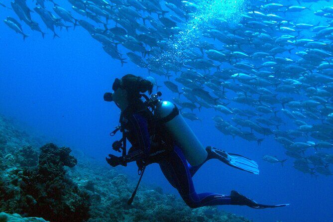 Respectful whale excursion to Tahiti in 4h30 - The crew makes or breaks the day