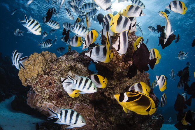Romantic Dive for beginners in Bora Bora (2 people) with Video - The 2-Hour Flow: What Your Time Is Really Used For